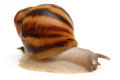 Archachatina marginataI cf. suturalis Nigeria typ 3 silver body juvenil